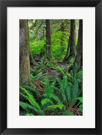 Framed Scenic Forest, Oregon Print