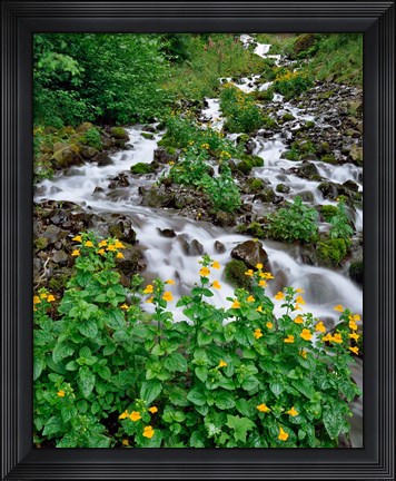 Framed Yellow Monkeyflowers Along Wahkeena Creek, Oregon Print