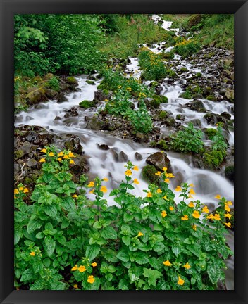 Framed Yellow Monkeyflowers Along Wahkeena Creek, Oregon Print