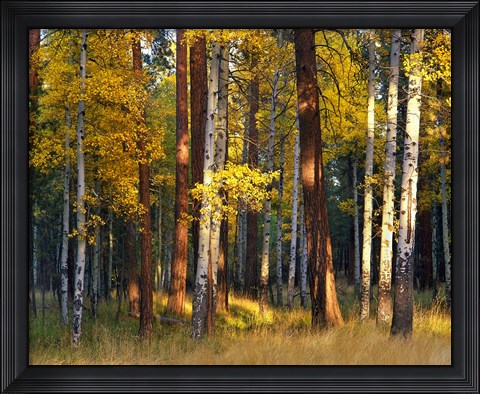 Framed Aspen And Ponderosa Trees In Autumn, Deschutes National Forest Print