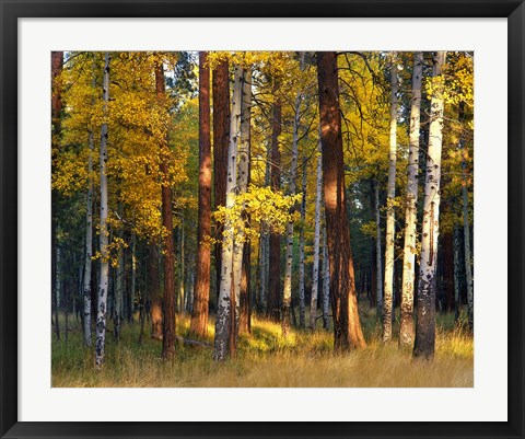 Framed Aspen And Ponderosa Trees In Autumn, Deschutes National Forest Print