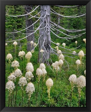 Framed Beargrass Around Dead Evergreen, Oregon Print