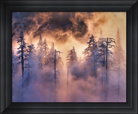 Framed Evergreens In Fog, Mt Hood National Forest, Oregon Print
