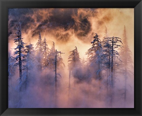 Framed Evergreens In Fog, Mt Hood National Forest, Oregon Print