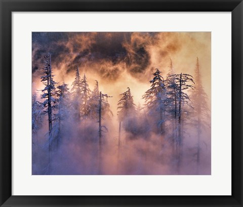 Framed Evergreens In Fog, Mt Hood National Forest, Oregon Print