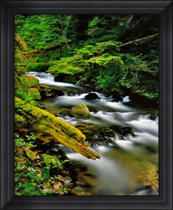 Framed Still Creek, Oregon Print