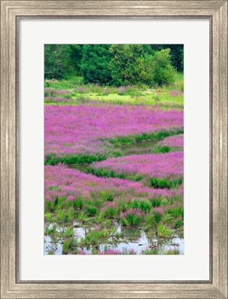 Framed Purple Loosestrife Flowers In A Marsh, Oregon Print