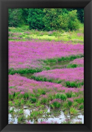 Framed Purple Loosestrife Flowers In A Marsh, Oregon Print