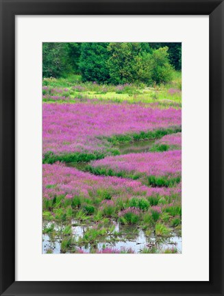 Framed Purple Loosestrife Flowers In A Marsh, Oregon Print