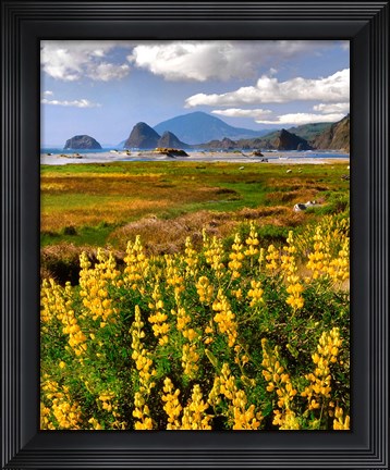 Framed Landscape Of Yellow Lupine, Oregon Print