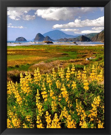 Framed Landscape Of Yellow Lupine, Oregon Print