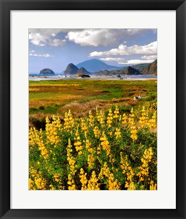 Framed Landscape Of Yellow Lupine, Oregon Print