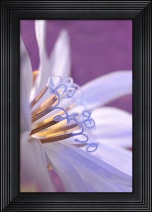 Framed Close-Up Of A Chicory Wildflower Print