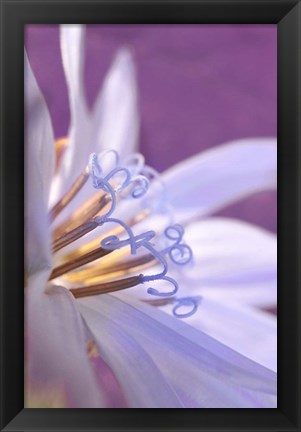 Framed Close-Up Of A Chicory Wildflower Print