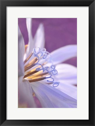 Framed Close-Up Of A Chicory Wildflower Print