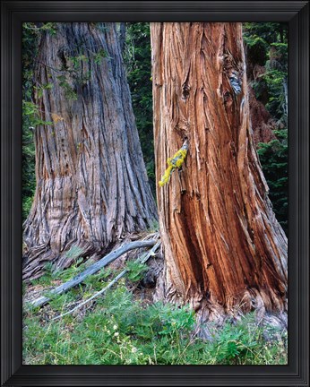 Framed Two Incense Cedar Trees, Oregon Print