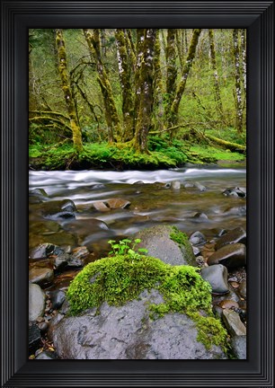 Framed Wilson River, Oregon Print