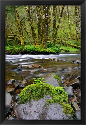 Framed Wilson River, Oregon Print