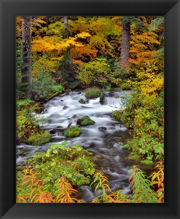 Framed Roaring River Running Through Oregon Print