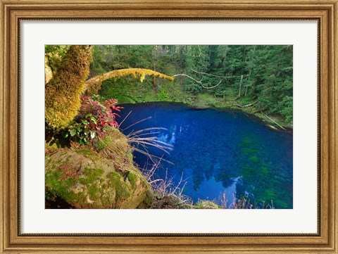 Framed Oregon Blue Or Tamolitch Pool On Mckenzie River Print