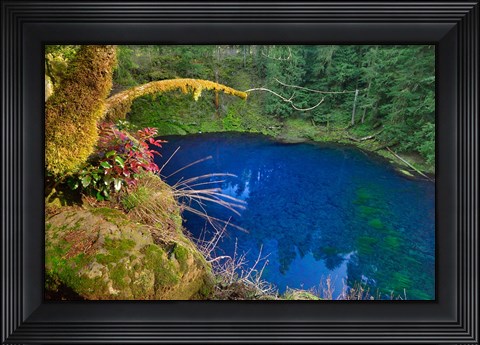 Framed Oregon Blue Or Tamolitch Pool On Mckenzie River Print