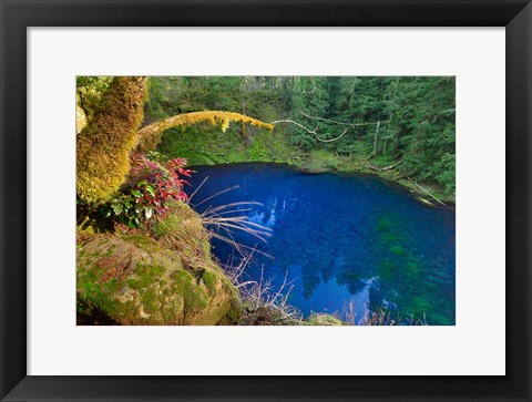 Framed Oregon Blue Or Tamolitch Pool On Mckenzie River Print