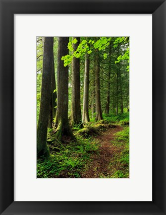 Framed Forest Scenic Trail, Oregon Print