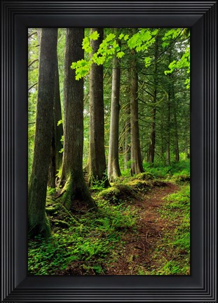 Framed Forest Scenic Trail, Oregon Print