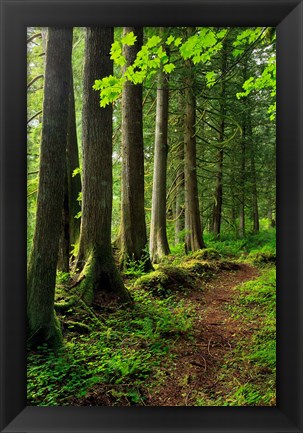 Framed Forest Scenic Trail, Oregon Print