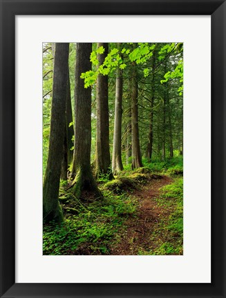 Framed Forest Scenic Trail, Oregon Print