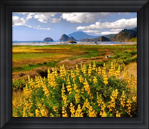 Framed Coastal Landscape With Yellow Lupine, Oregon Print