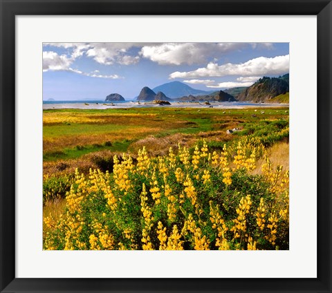 Framed Coastal Landscape With Yellow Lupine, Oregon Print