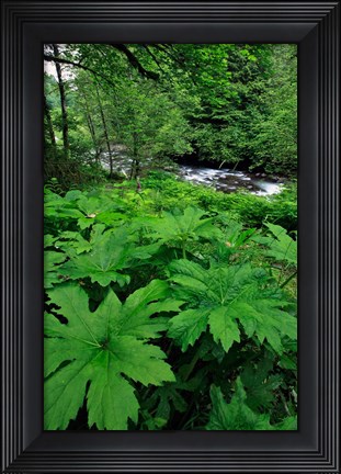 Framed Scenic View Of Little Sandy River, Oregon Print