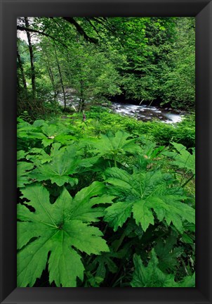 Framed Scenic View Of Little Sandy River, Oregon Print