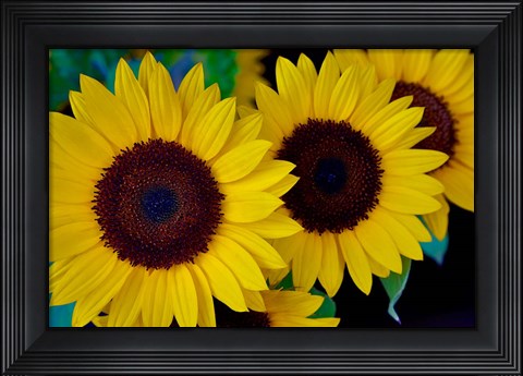 Framed Dune Sunflower Trio Print