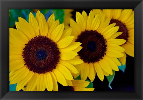 Framed Dune Sunflower Trio Print