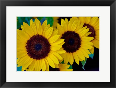 Framed Dune Sunflower Trio Print