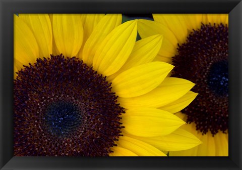 Framed Close-Up Detail Of Dune Sunflowers Print