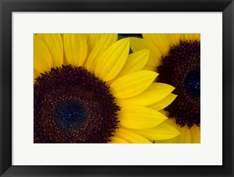 Framed Close-Up Detail Of Dune Sunflowers Print