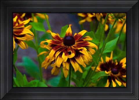 Framed Cherokee Sunset Flowers Print