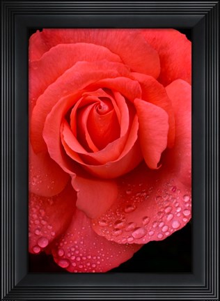 Framed Orange Rose With Rain Drops Print