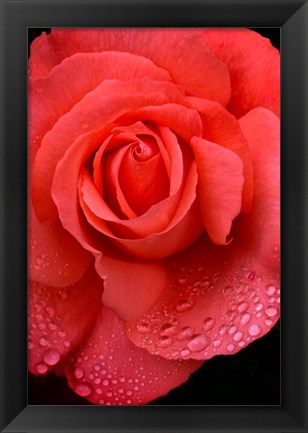 Framed Orange Rose With Rain Drops Print