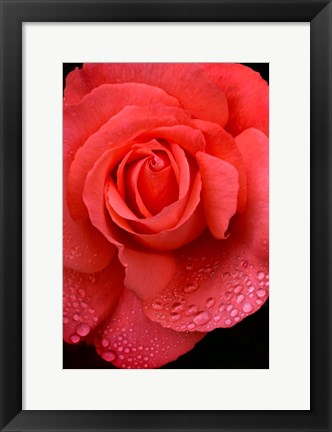 Framed Orange Rose With Rain Drops Print