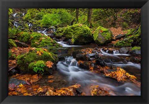 Framed Autumn Color Along Starvation Creek Falls In, Oregon Print