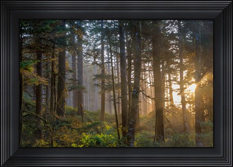 Framed Sunset Rays Penetrate The Forest In The Siuslaw National Forest Print