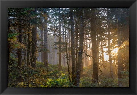 Framed Sunset Rays Penetrate The Forest In The Siuslaw National Forest Print