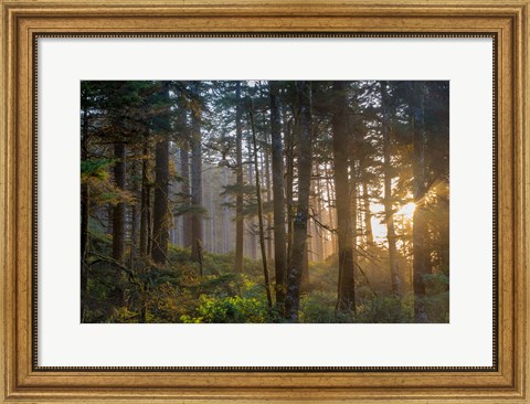 Framed Sunset Rays Penetrate The Forest In The Siuslaw National Forest Print