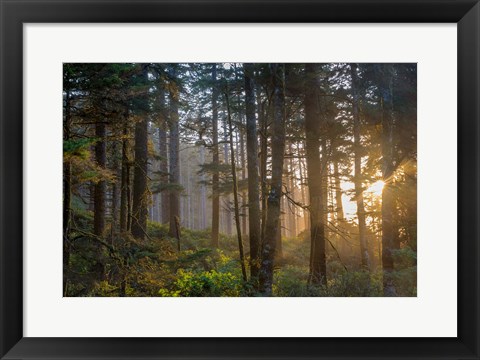 Framed Sunset Rays Penetrate The Forest In The Siuslaw National Forest Print
