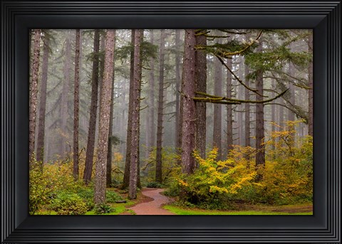 Framed Forest Fog In Sliver Falls State Park, Oregon Print