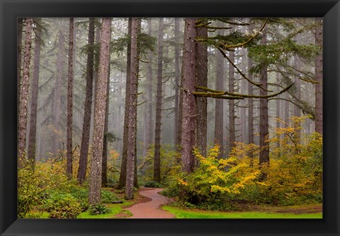 Framed Forest Fog In Sliver Falls State Park, Oregon Print